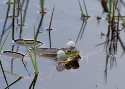 Pelophylax kl. esculentus-6