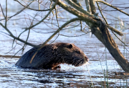 Myocastor coypus-4