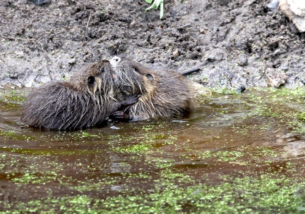 Myocastor coypus-61