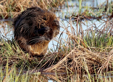 Myocastor coypu-1