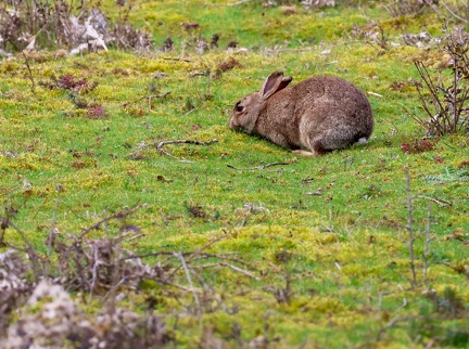 Oryctolagus cuniculus