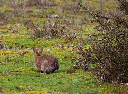 Oryctolagus cuniculus-1