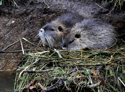 Myocastor coypus-5