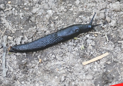 Arion ater-1