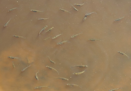 Gambusia holbrooki