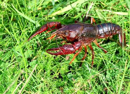 Procambarus clarkii-4
