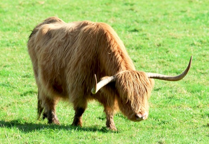 Vache Highland