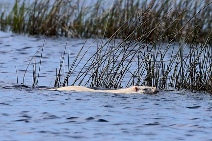 Myocastor coypus