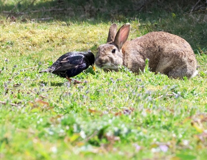 Oryctolagus cuniculus-3