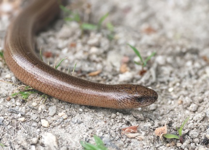 Anguis fragilis-31