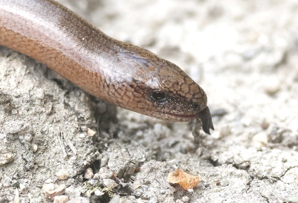 Anguis fragilis-32