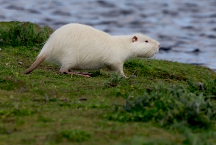 Myocastor coypus