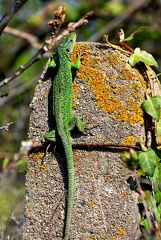 Lacerta bilineata