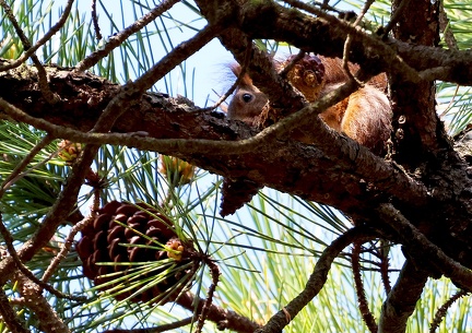 Sciurus vulgaris