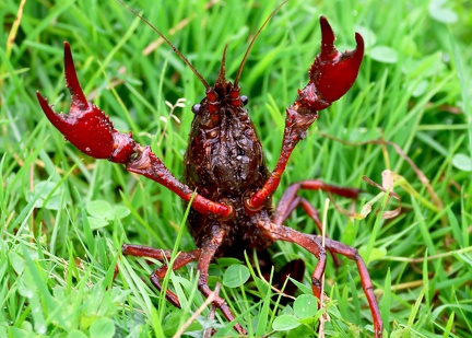 Procambarus clarkii-3