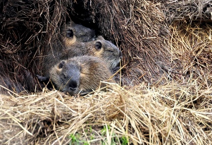 Myocastor coypus