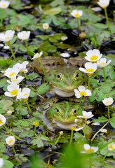 Pelophylax kl. esculentus-2