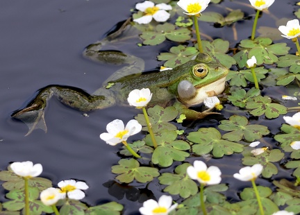 Pelophylax kl. esculentus-3