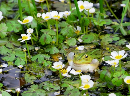 Pelophylax kl. esculentus-4