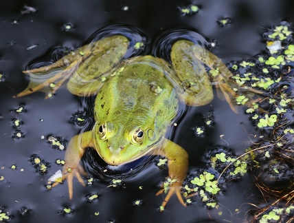 Pelophylax kl. esculentus-5