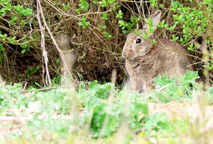 Oryctolagus cuniculus-4