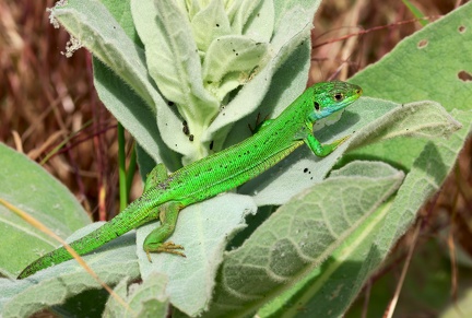 Lacerta bilineata-5