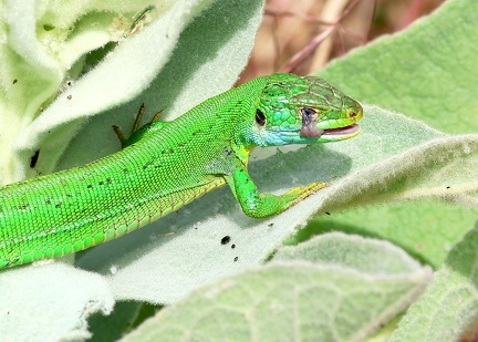 Lacerta bilineata-51