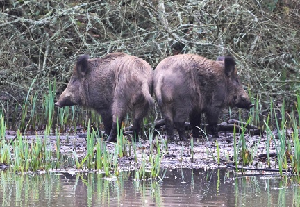Sanglier, Sus scrofa-1
