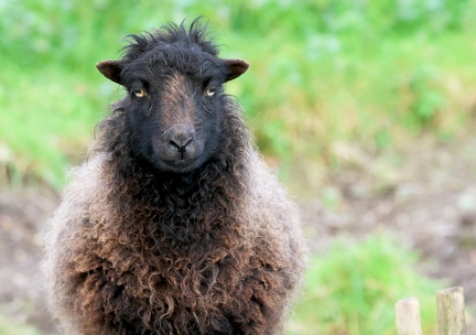 Mouton d'Ouessant