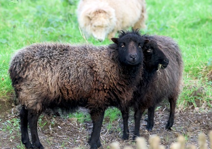 Mouton d'Ouessant-1