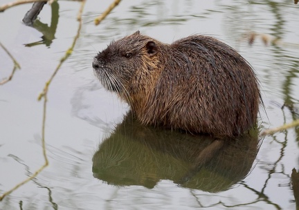 Myocastor coypus-3
