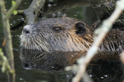 Myocastor coypus