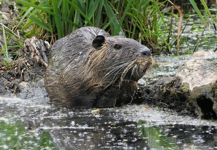 Myocastor coypus