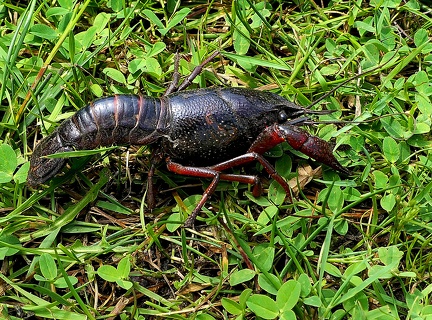 Procambarus clarkii