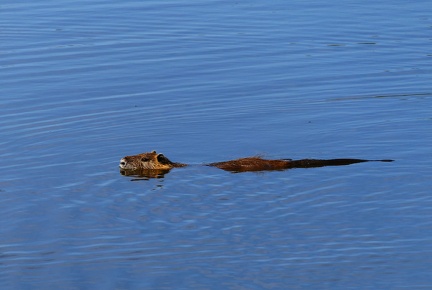 Myocastor coypus