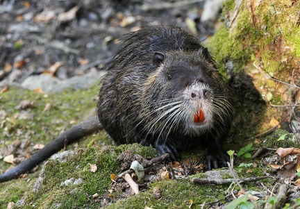 Myocastor coypus