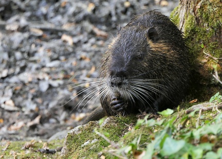 Myocastor coypus