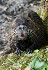 Myocastor coypus