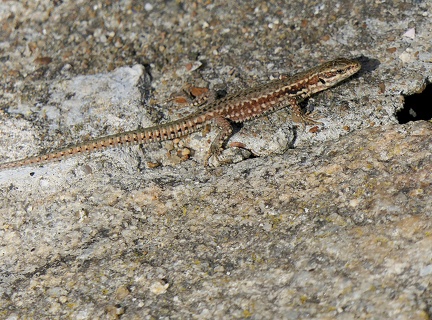 Podarcis muralis