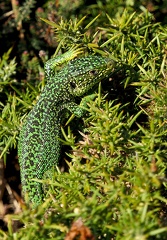 Lacerta bilineata