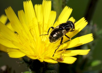 Eristalinus aeneus-1