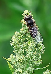Scaeva pyrastri 