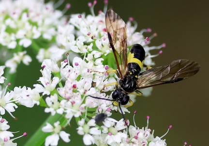 Tenthredo temula