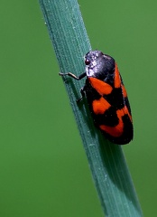 Cercopis vulnerata