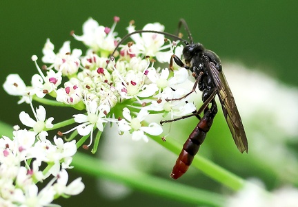 Pimpla rufipes-1