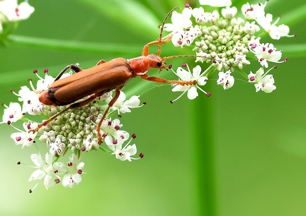 Rhagonycha fulva-1