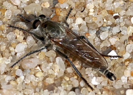 Philonicus albiceps