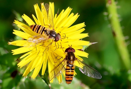 Episyrphus balteatus-1
