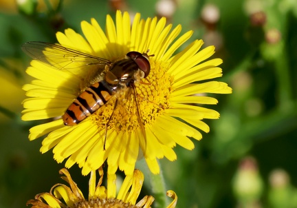 Episyrphus balteatus-2