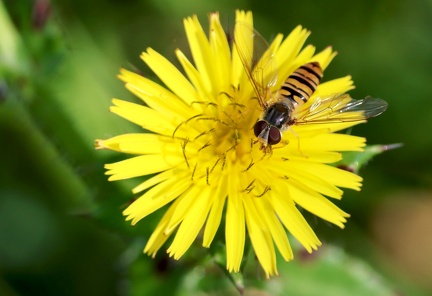 Episyrphus balteatus-3